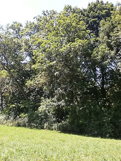 Dogging Caro from Europe