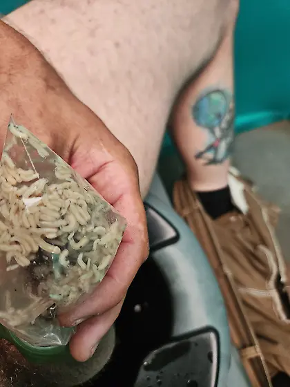 Maggots play with me at work