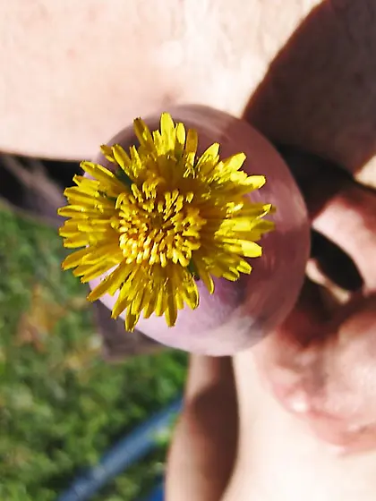 Mesdames une fleur a butiner