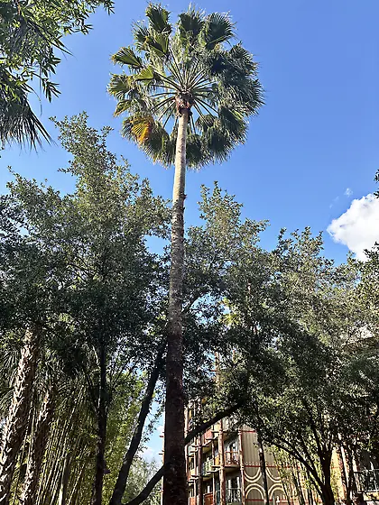 Animal Kingdom Lodge