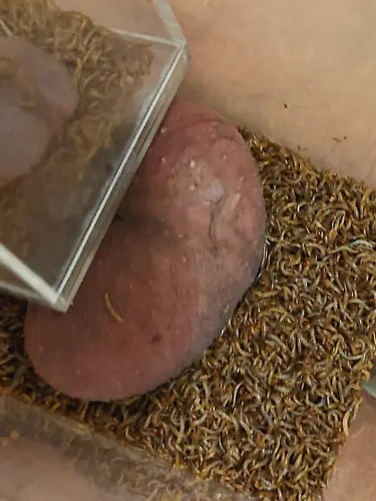 feeding mealworms with my penis