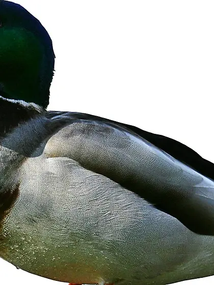 White man Testring like to roleplay and snapshot