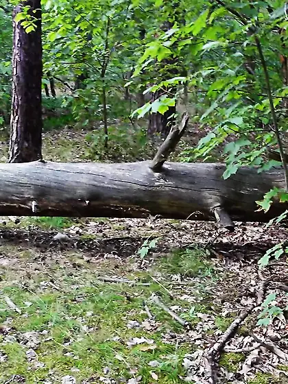 Milf pounded rough outdoor