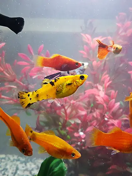 Straight brown eyes girl