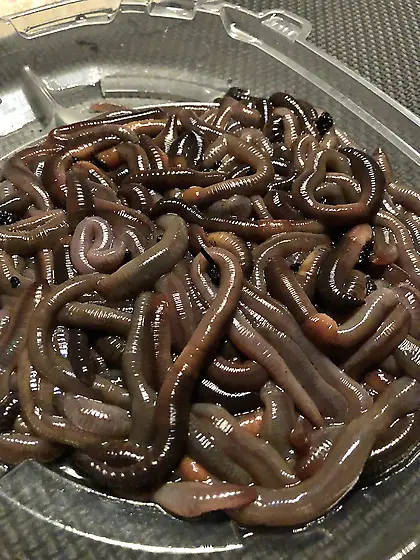 worms