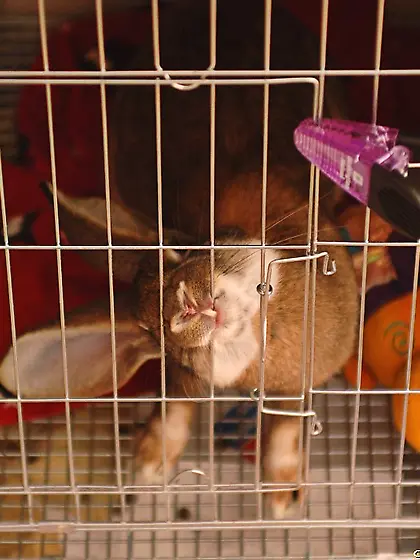 Alison Angel gets off her skirt in her room and shows her pussy