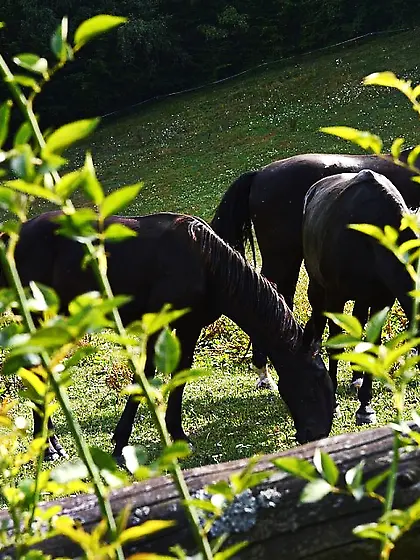 Blonde honey Carla Cox takes lesbian Violette Pure for an outdoo