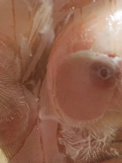 Erotic shower sexy big