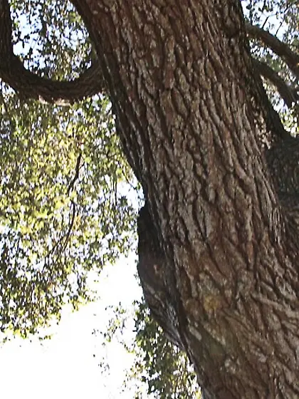 Small tits redhead teen