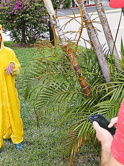 Brunette yellow costume shows