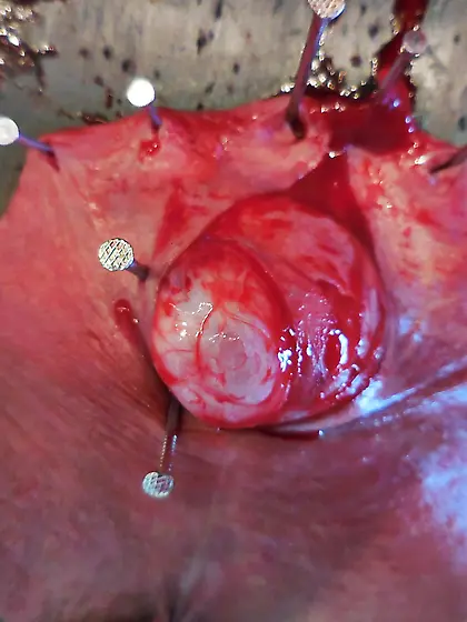 20260218 Sadist made me to open my scrotum