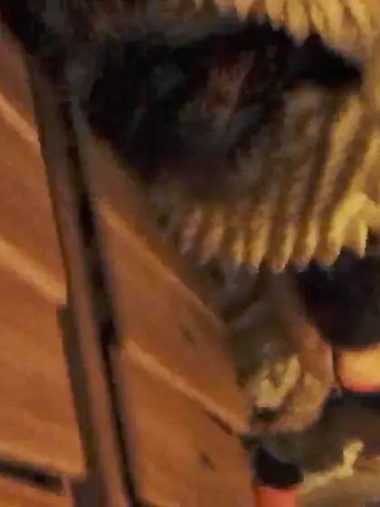 pounding the ex from behind