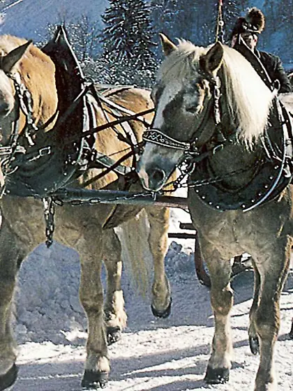 Hairy scandinavan couple fucking