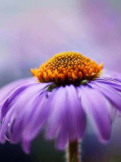 Asian man erdoggan like to snapshot