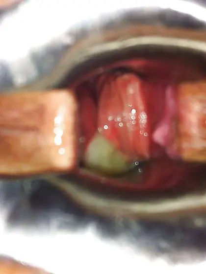 TOPBICHE ass-fuck plug wide open !