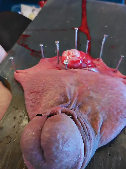 20260218 Sadist made me to open my scrotum