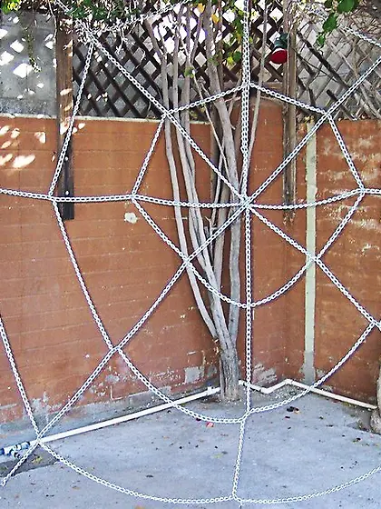 Cougar Moon Aynjl from United States Spiders...