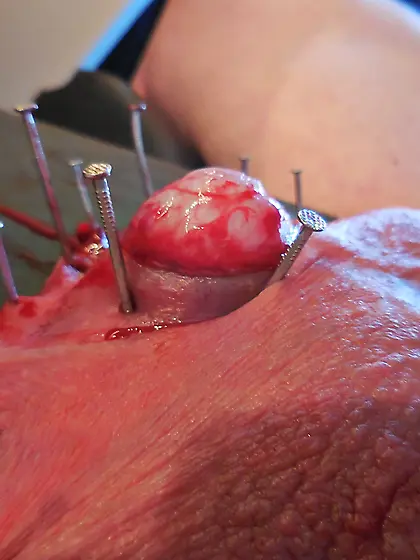 20260218 Sadist made me to open my scrotum