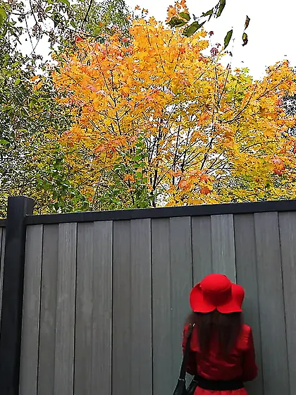 Red and Gray (Fall Album)