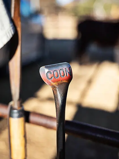 Let's goo boy's some coon brandig get lazo rea