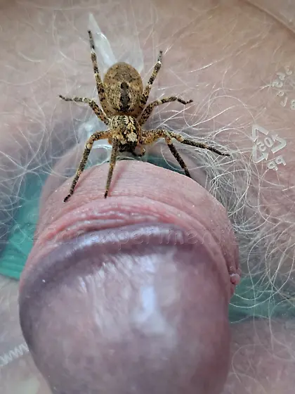 spider Zoropsis spinimana playing with me -3D4ED 1