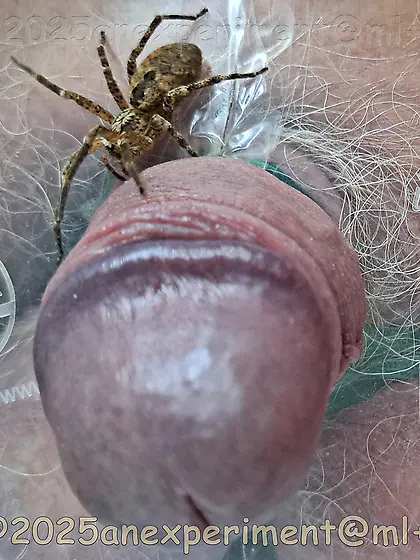 spider Zoropsis spinimana playing with me -3D4ED 1