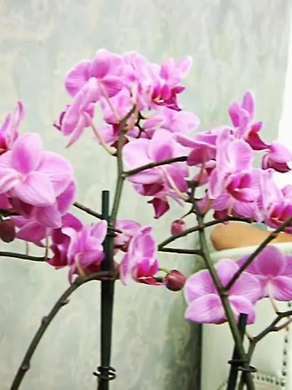 Massive tits Latina spreads her legs on a...