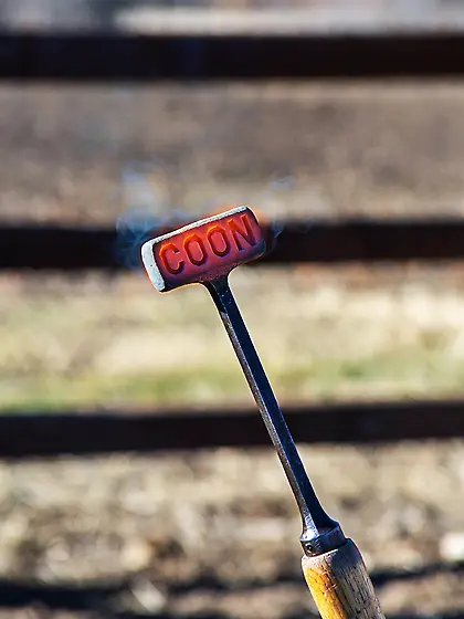 Let's goo boy's some coon brandig get lazo rea