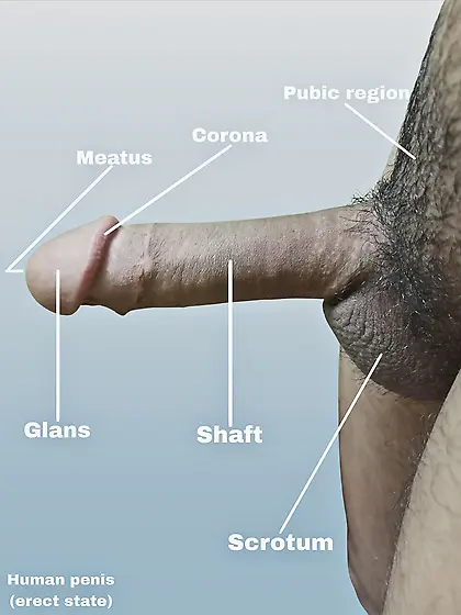 Circumcised Human Penis (Erect State)