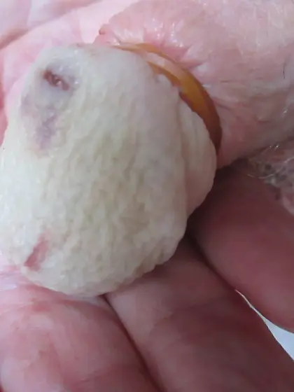 "dead" wrinkled useless cock head