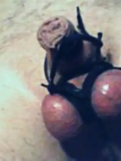 tiny dick torture homework