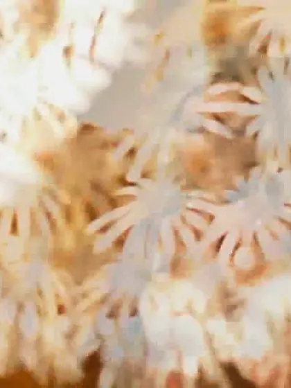 Blonde sits chair fucks