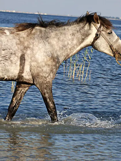 Olga K believes that a hot girl should ride a horse without any