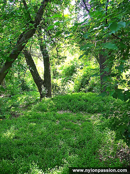 Teen girl shows stockings outdoor