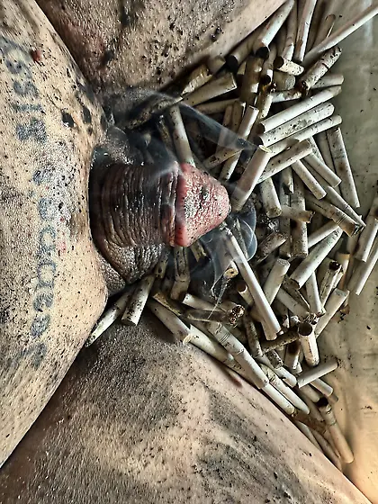 Sissy’s weekly ashtray- sissy couldn’t cum!