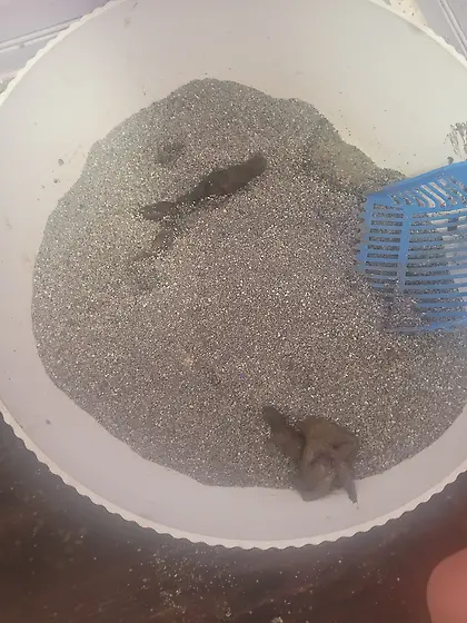 My mom eats 20 cats shits everyday check my profil