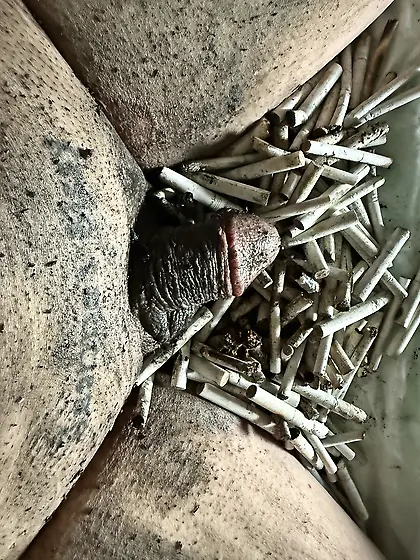 Sissy’s weekly ashtray play,  sissy can’t get i