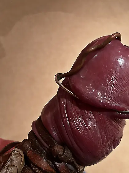 Estim,  foreskin stretched back,  glans cbt