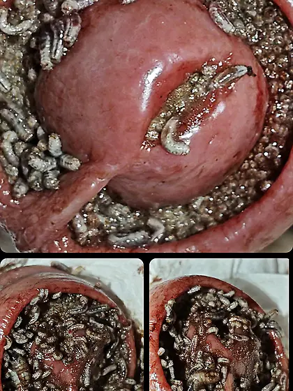 All these nasty bitches says I'm tasty