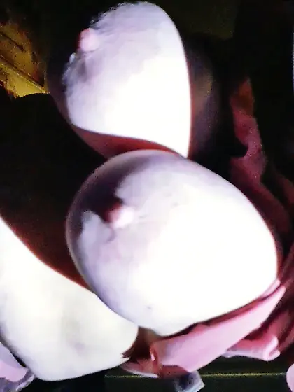 Wifes huge natural udders