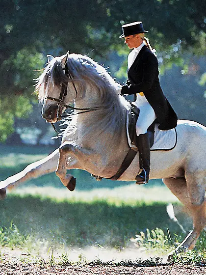 Charming sexy blonde horse