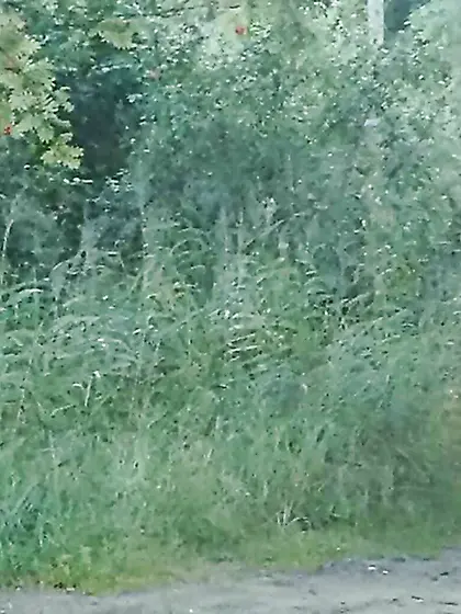 Prostitute street hooker pimp