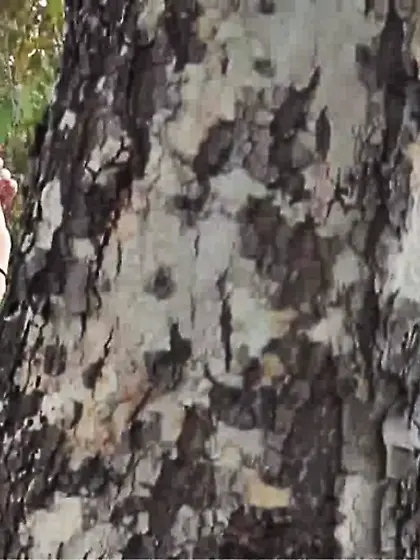 Naughty babe white dress