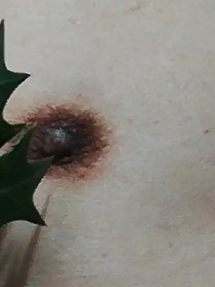 柊の葉の棘に感じている