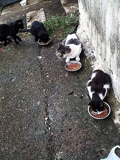 Spanish brown eyes girl