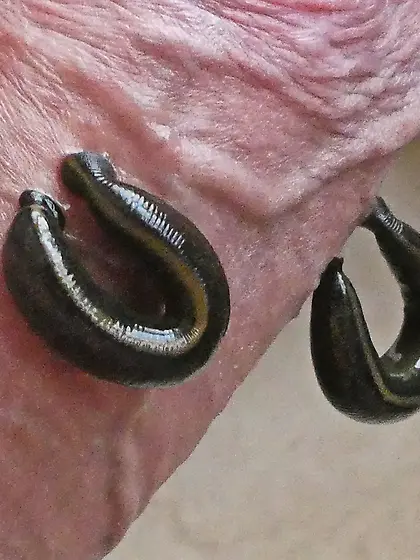 leeches on dick