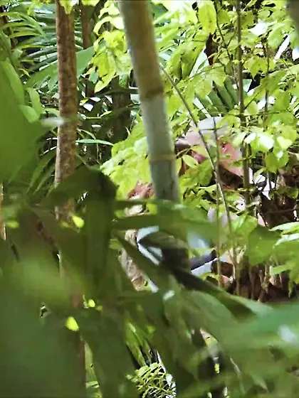 Facefucking and outdoors doggy style sex for a sneaky couple