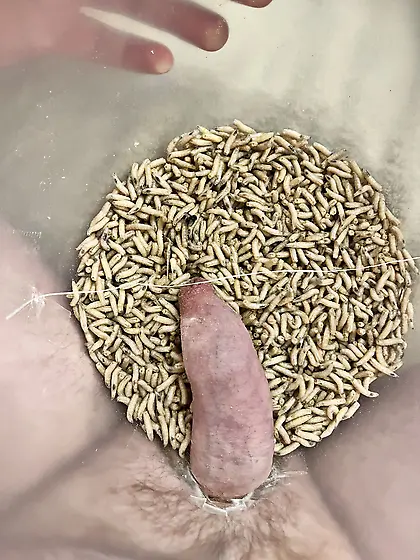 Maggot sex